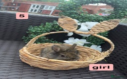 Mixed Breed rabbits for sale: 5 baby rabbits looking for thier forever home - Image 5