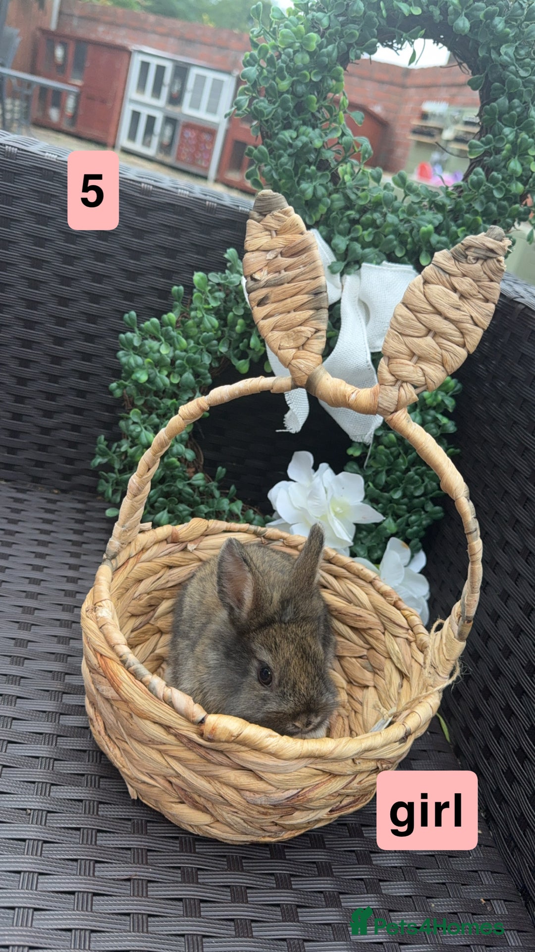 Mixed Breed rabbits for sale: 5 baby rabbits looking for thier forever home - Image 5
