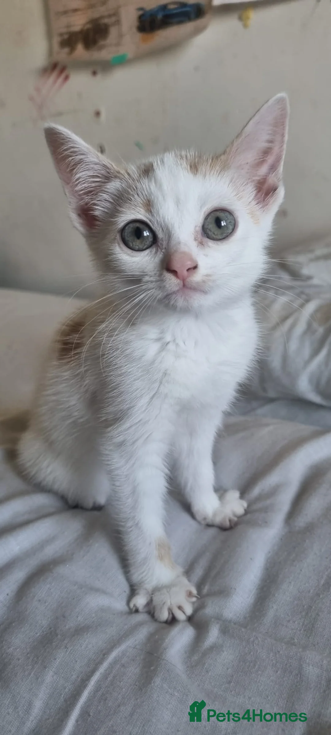 Mixed Breed cats for sale: Cute kittens  in Leicester - Advert 4