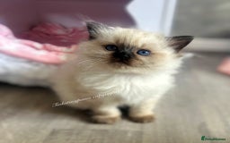 Ragdoll cats for sale: SEAL COLOURPOINT RAGDOLL  - Image 3