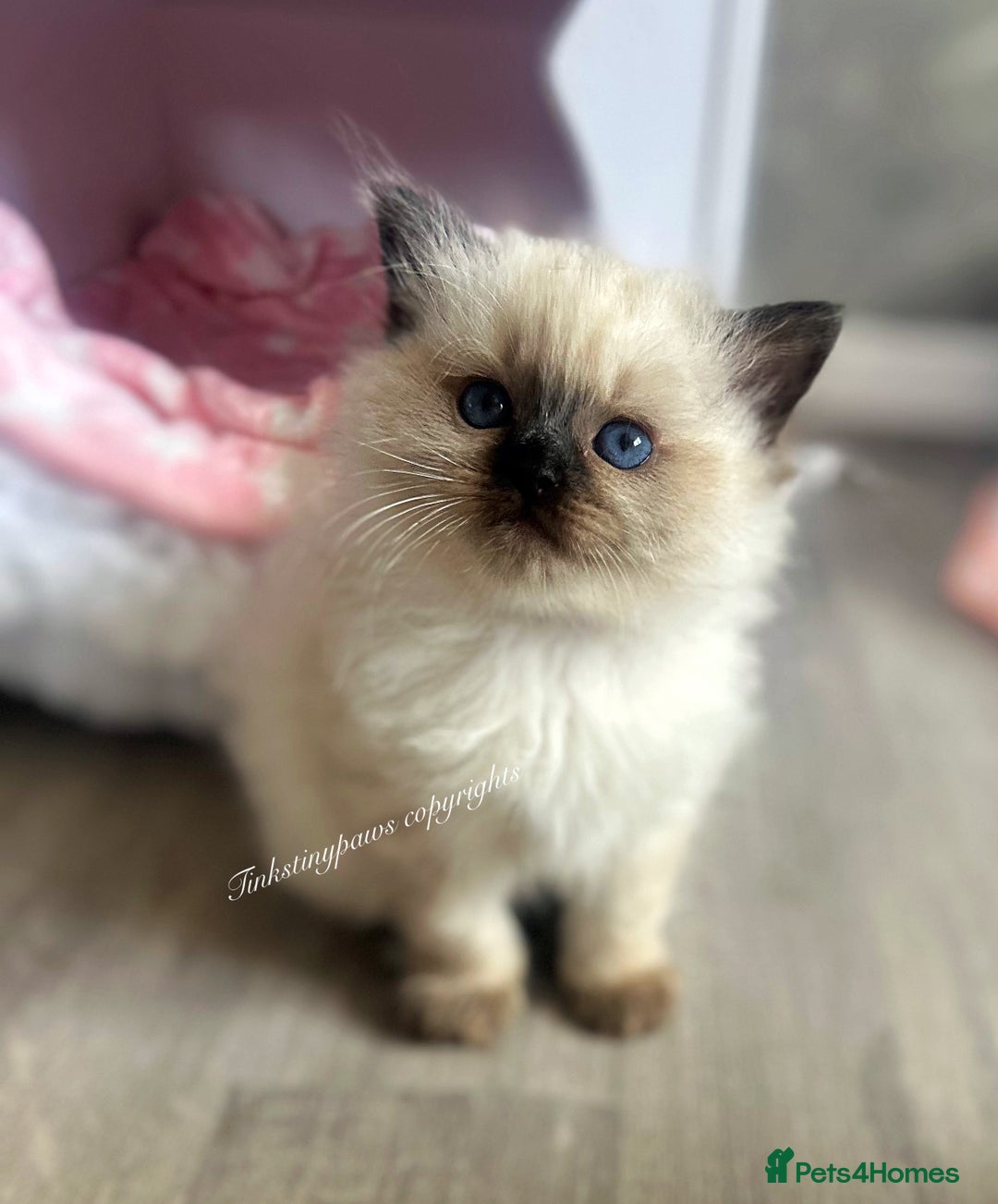 Ragdoll cats for sale: SEAL COLOURPOINT RAGDOLL  - Image 3