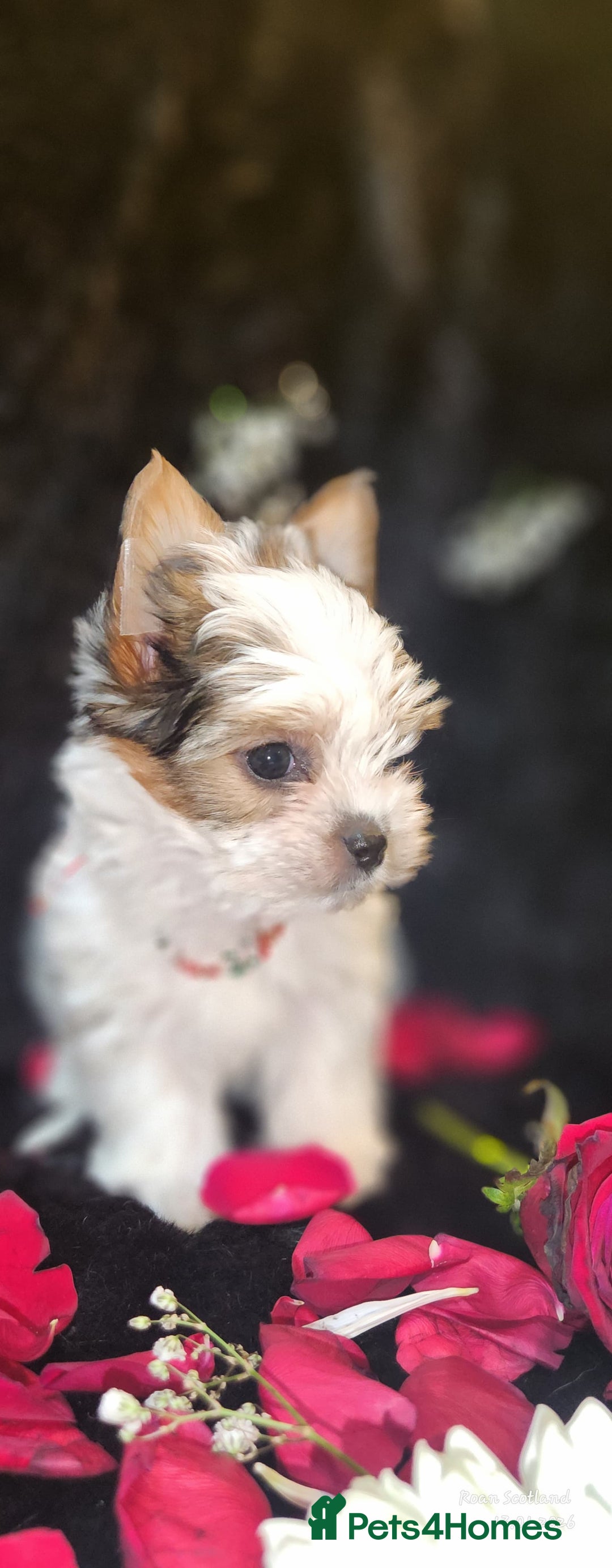Yorkshire Terrier dogs for sale: Luxury Yorkshire Terrier Puppies/Home Raised/IHR   - Advert 32