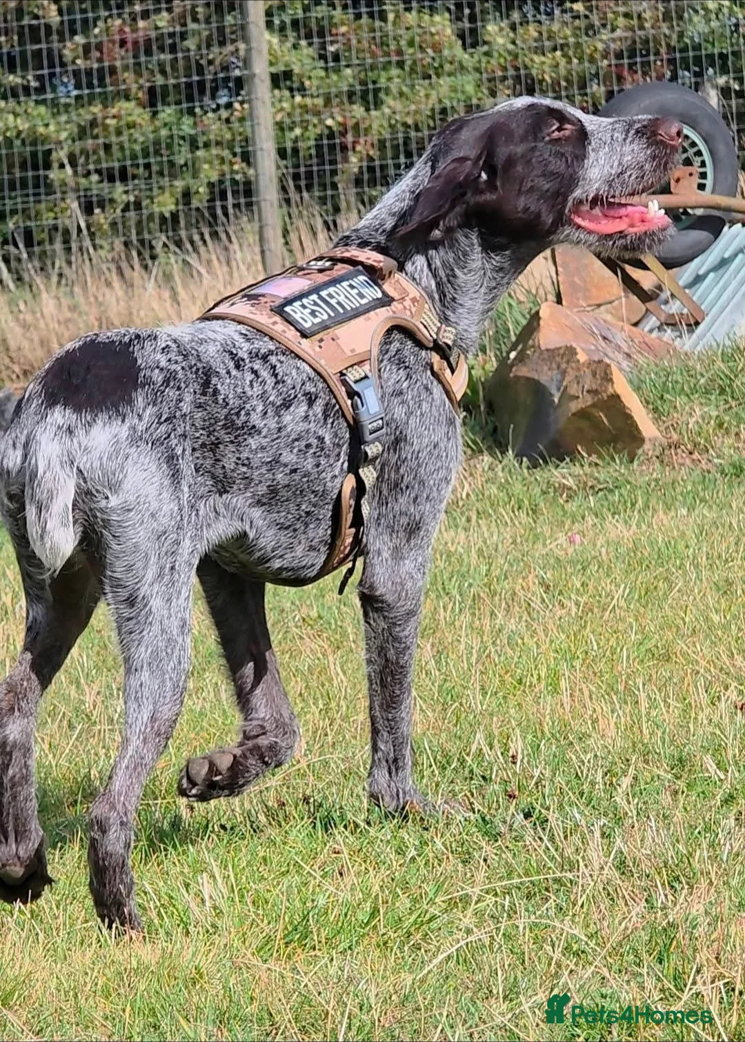 German Wirehaired Pointer dogs for sale: Loving Active Home Needed For GWP in Huddersfield - Advert 2
