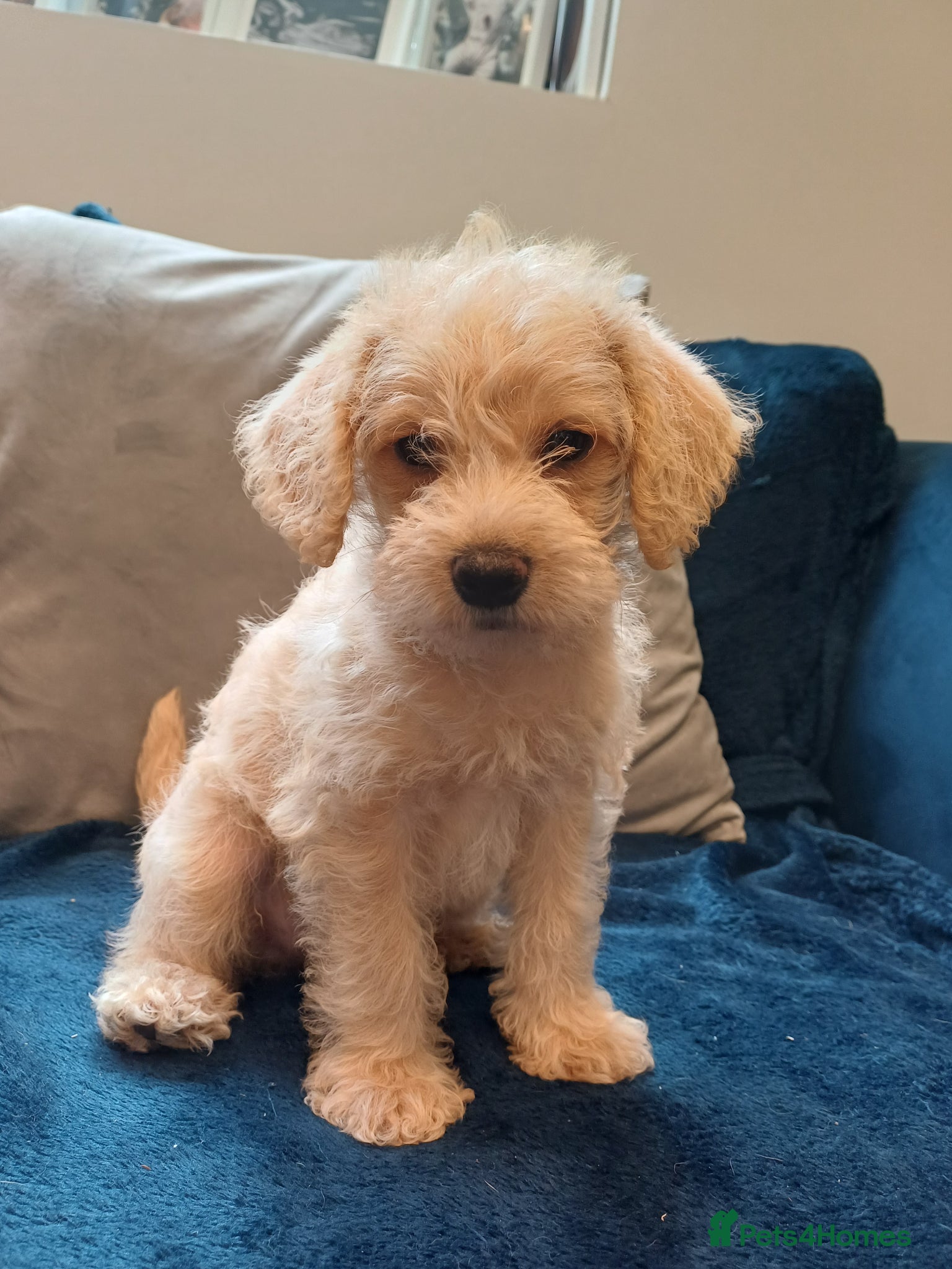 Schnoodle dogs Schnoodles 2x boy and 1x girl  - Advert 1