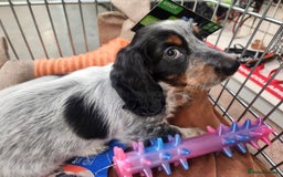Dachshund dogs for sale: Stunning Dachshund Puppies  - Image 21