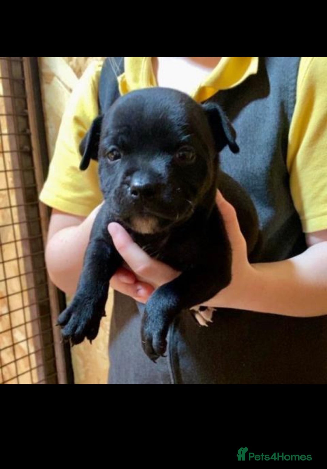 Staffordshire Bull Terrier dogs for sale: 🐶WORMED STAFFORDSHIRE BULL TERRIER PUPPIES 🐶 - Advert 9