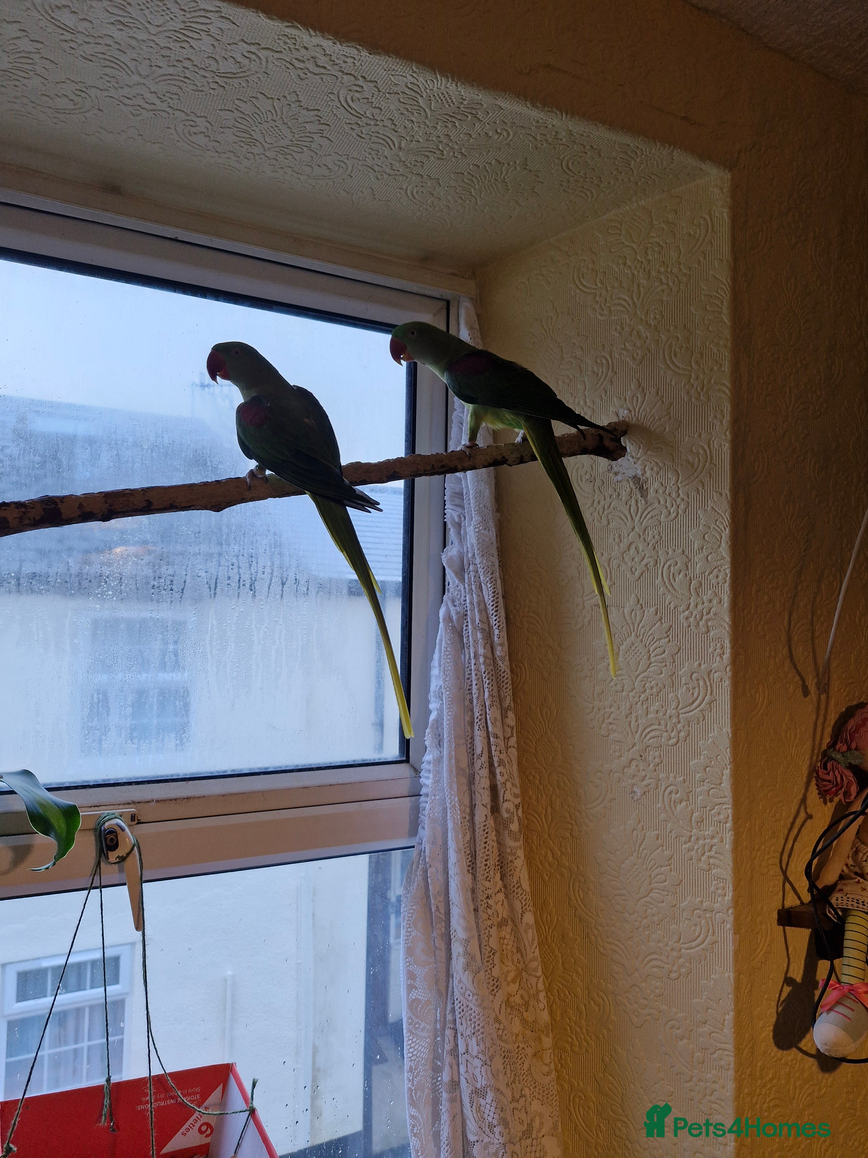 Parrots birds Alexandrine parrots x 2 - Advert 1