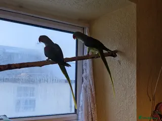 Parrots birds Alexandrine parrots x 2 - Advert 1