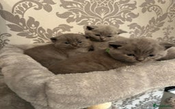 British Shorthair cats for sale: Stunning British shorthair kittens - Image 17