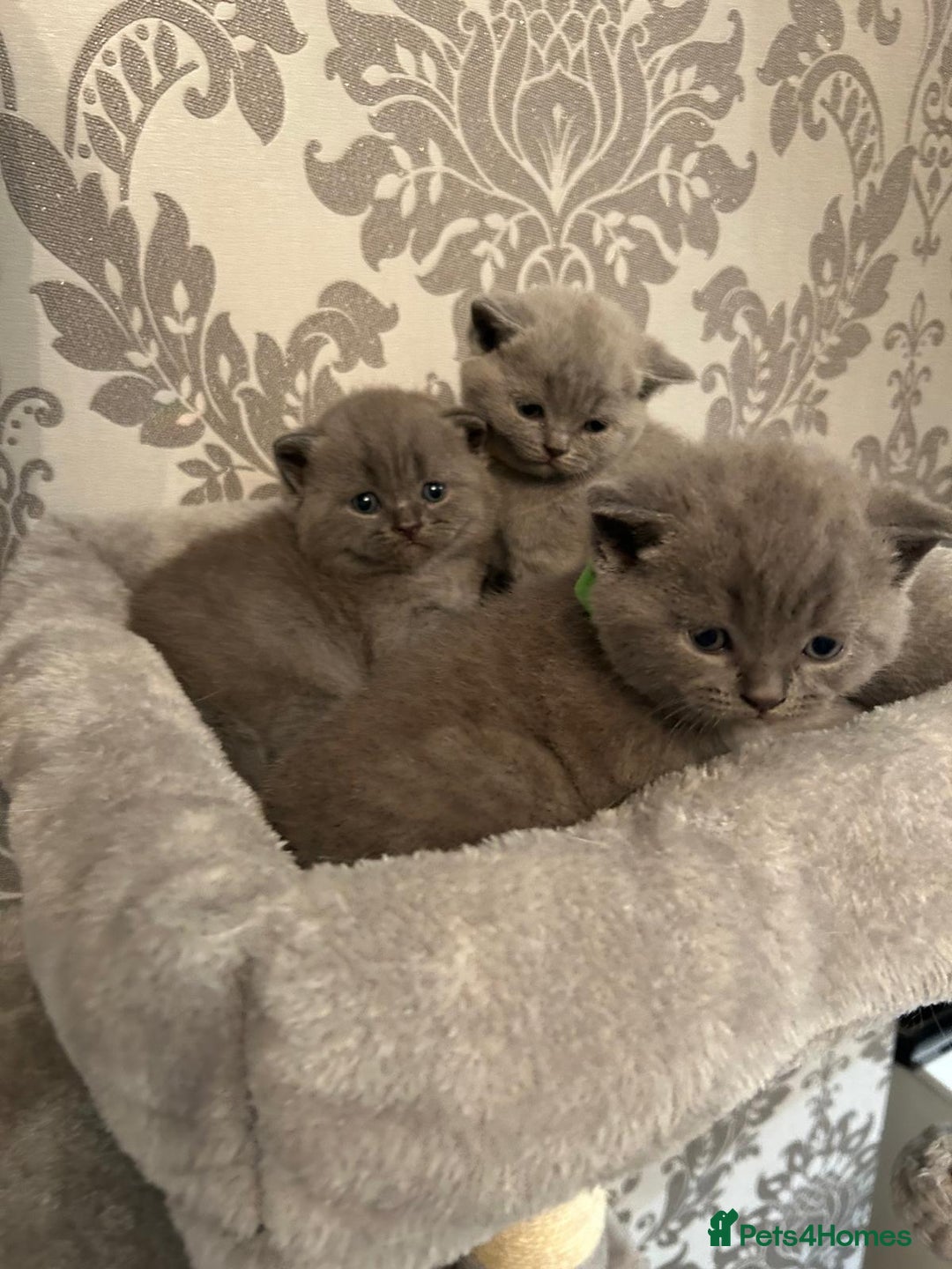 British Shorthair cats for sale: Stunning British shorthair kittens - Image 17