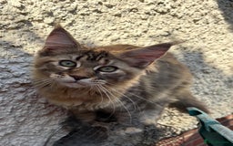 Maine Coon cats for sale: Maine Coon kittens available 🌟  - Image 5