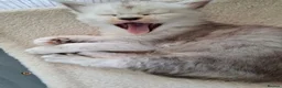 Maine Coon cats for sale: Maine Coon Kittens looking for new loving home in Birmingham - Advert 26