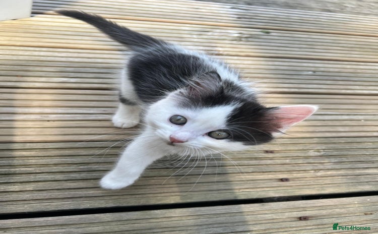 Mixed Breed cats - Advert 3