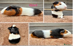 Guinea Pig rodents for sale: Tort & White & Lunkarya (please see description) - Image 2