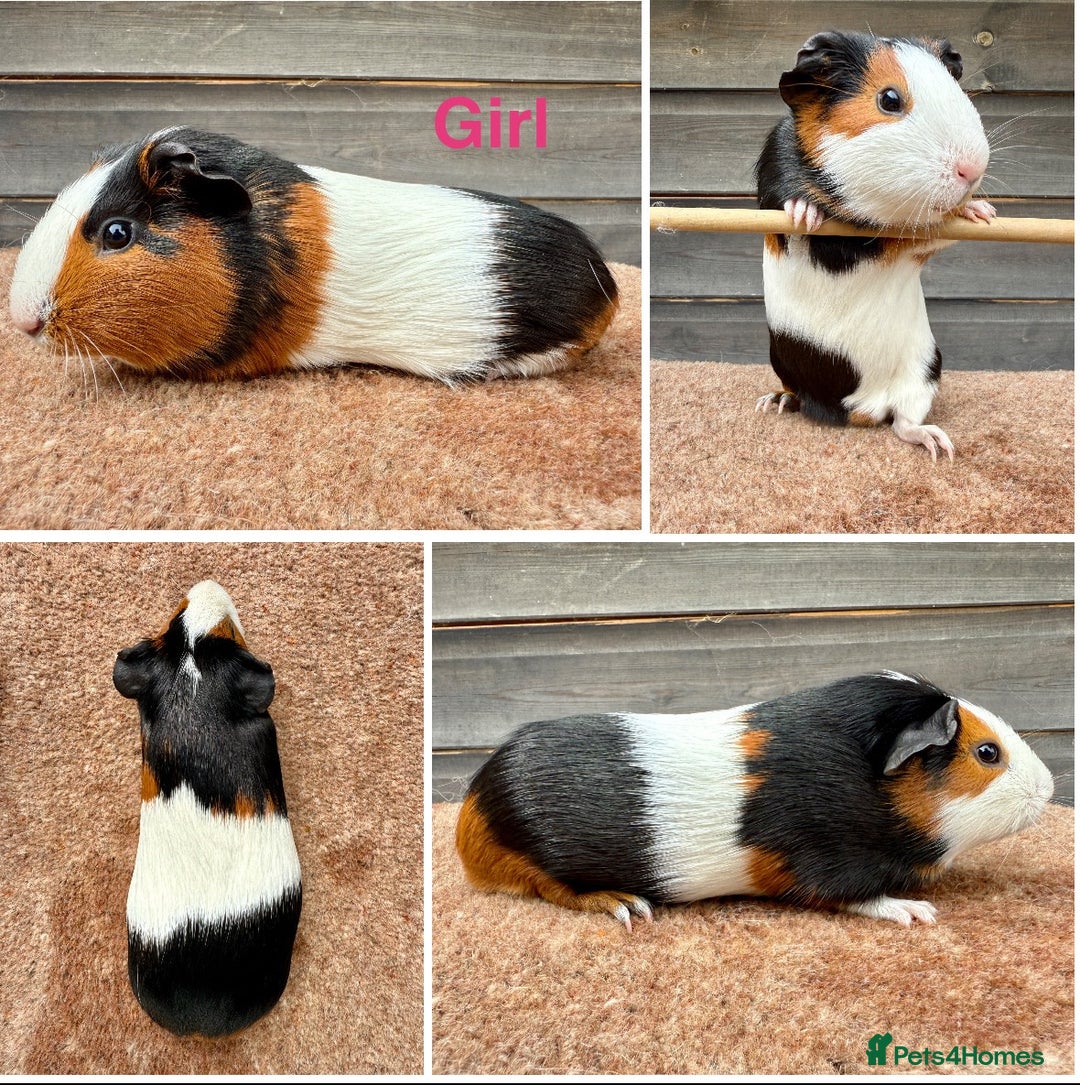Guinea Pig rodents for sale: Tort & White & Lunkarya (please see description) - Image 2