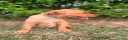 Labrador Retriever dogs for sale: READY TO GONOW 8beautiful labrador kchealthcheaked - Advert 15