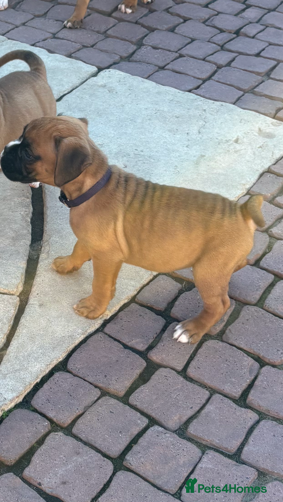Boxer dogs for sale: Boxer pups  - Image 17