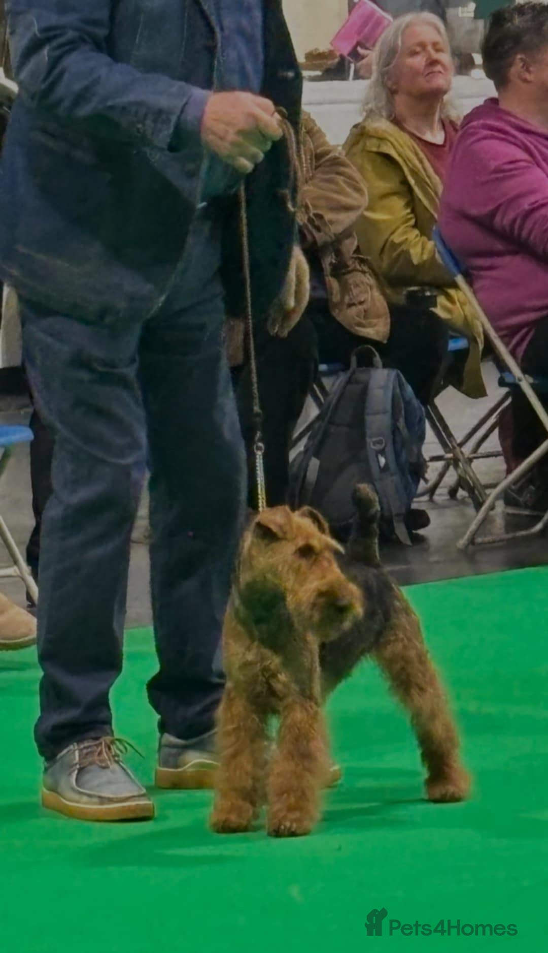 Welsh Terrier dogs Welsh terrier puppy fod sale - Advert 1