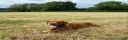 Labrador Retriever dogs for stud: Fully Health Tested Fox Red Labrador for Stud - Advert 4