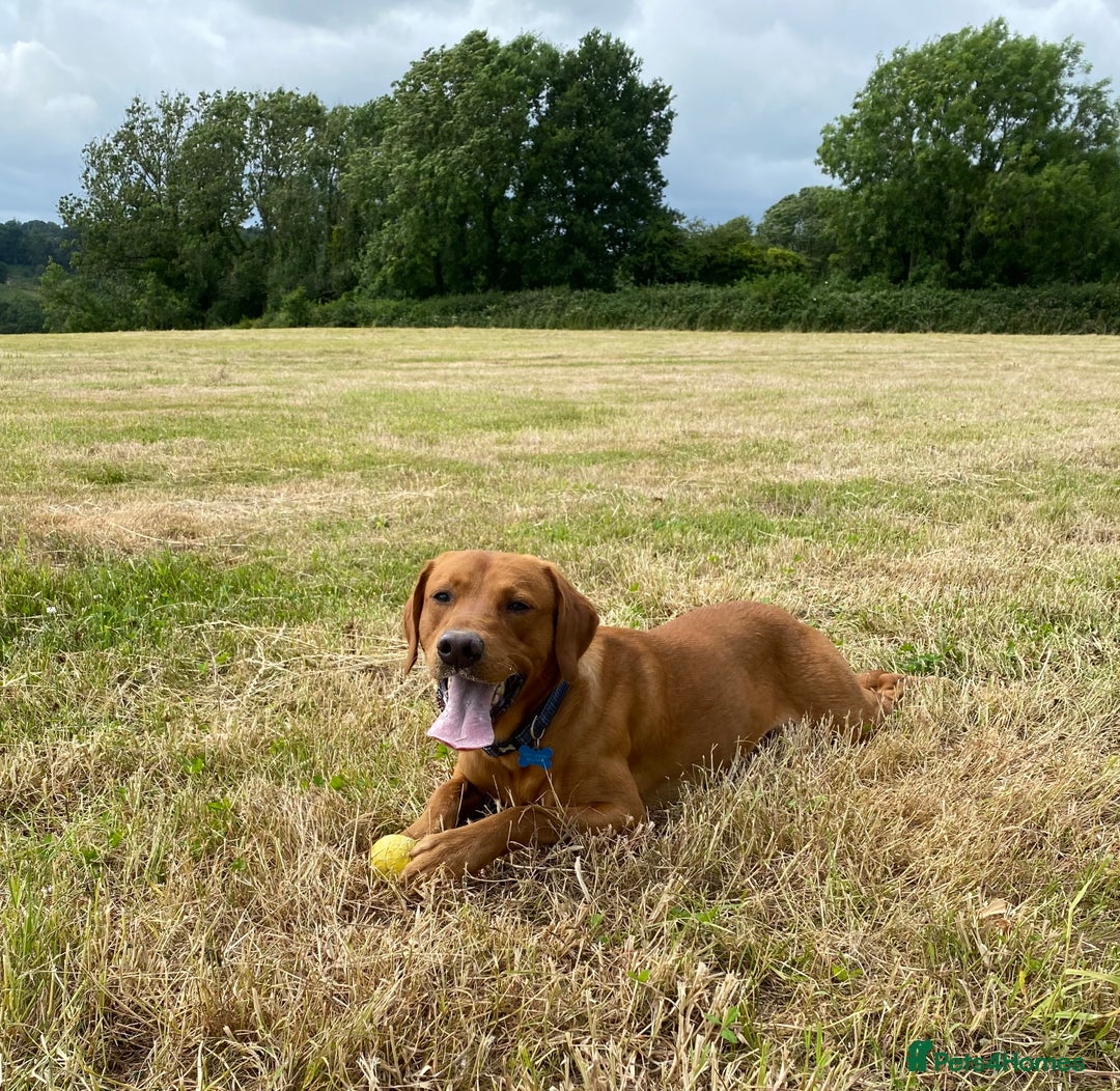 Labrador Retriever dogs for stud: Fully Health Tested Fox Red Labrador for Stud - Advert 4