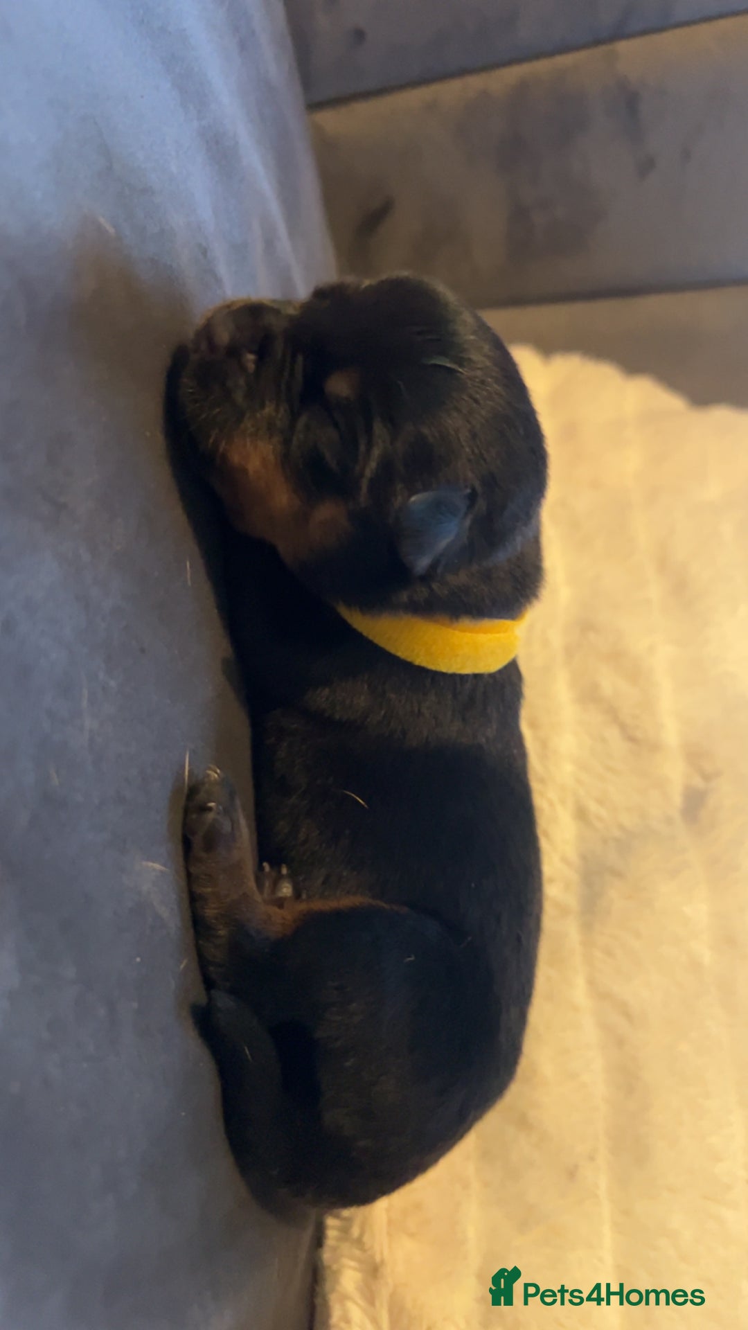Rottweiler dogs for sale: 9 purebred Rottweiler puppies for sale - Advert 12