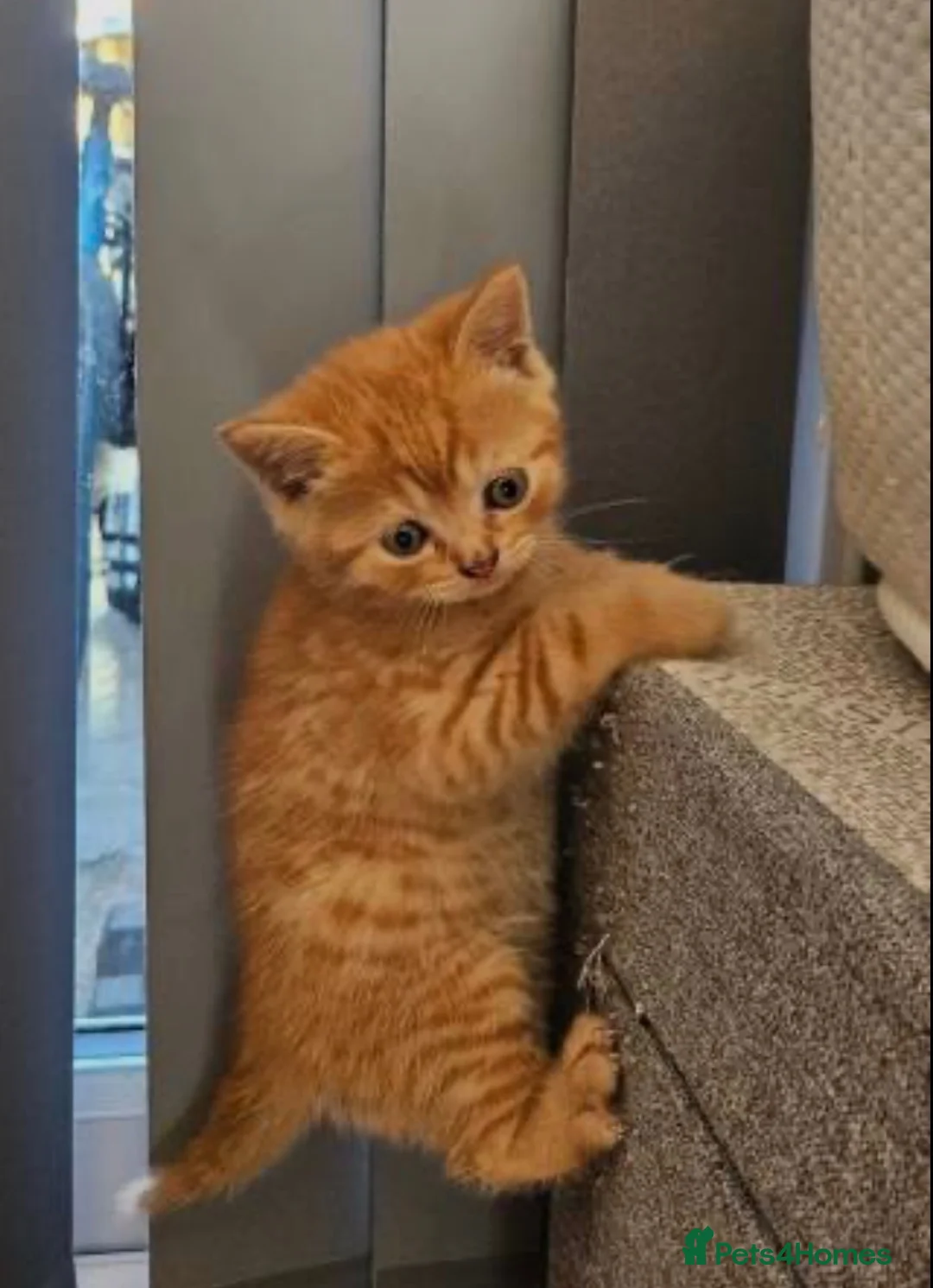 British Shorthair cats for sale: Beautiful British short hair babies Glasgow  - Advert 10