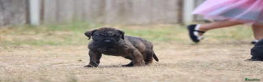 Presa Canario 2