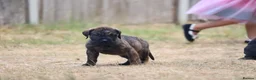 Presa Canario dogs for sale: World class presa canarios  - Advert 27