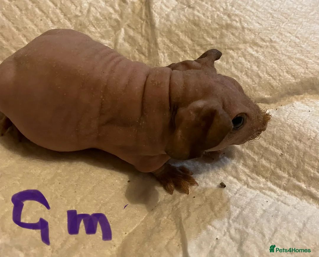 Guinea Pig rodents for sale: Well handled skinny pigs.  - Advert 11