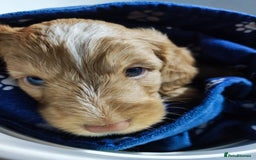 Cockapoo dogs for sale: ***ALL REHOMED***F2 Cockapoo Puppy Available  - Image 11