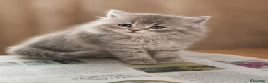 British Shorthair 4