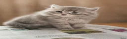 British Shorthair cats for sale: Beautiful Kittens - Advert 1