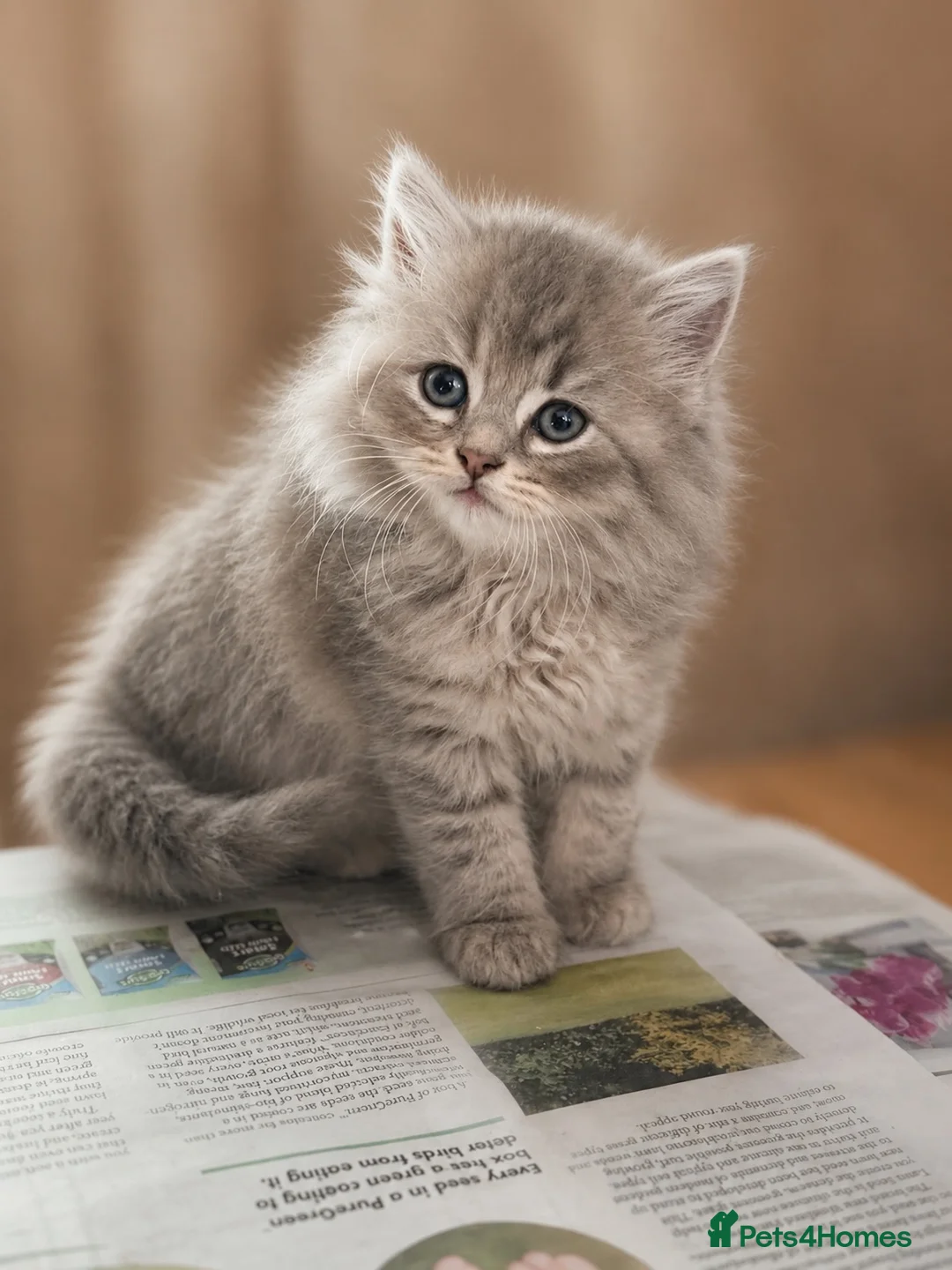 British Shorthair cats for sale: Beautiful Kittens - Advert 1
