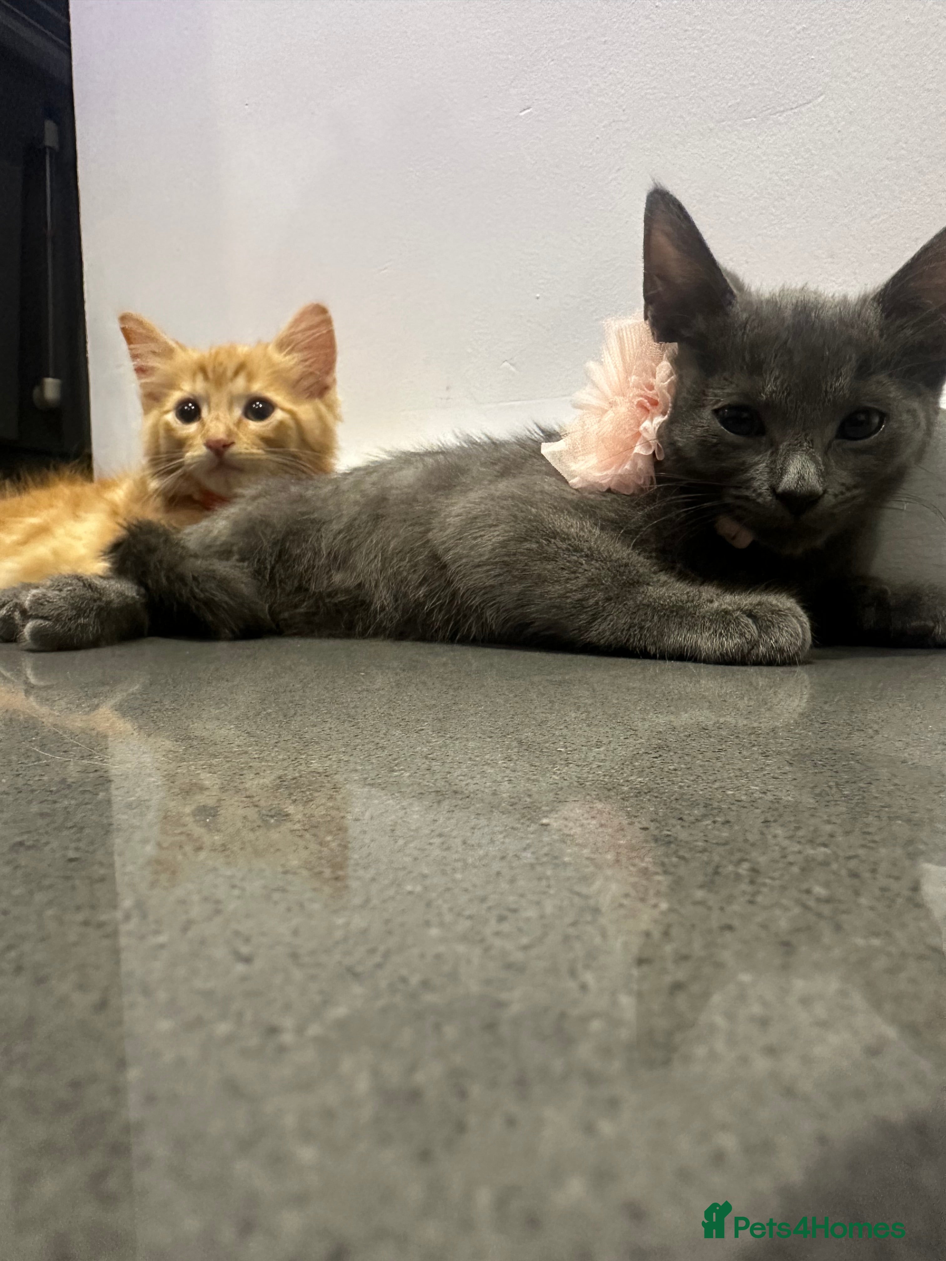 Maine Coon cats 2 beautiful cross kittens looking for loving homes - Advert 2