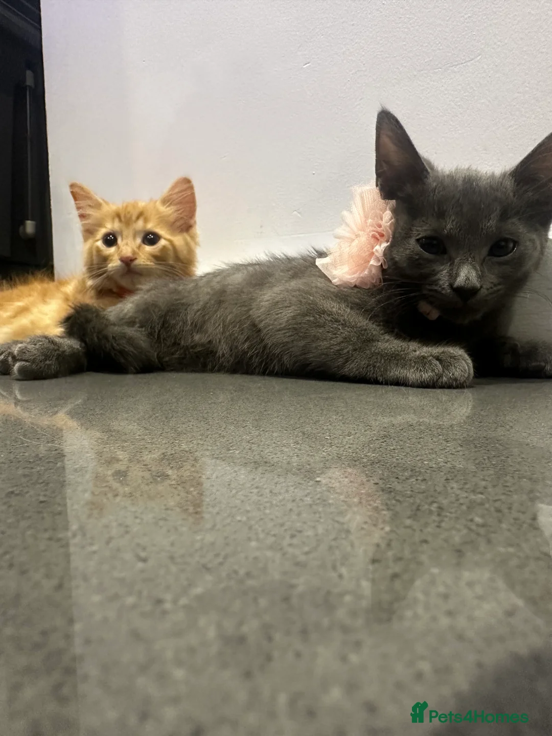 Maine Coon cats for sale: 2 beautiful cross kittens looking for loving homes - Advert 2