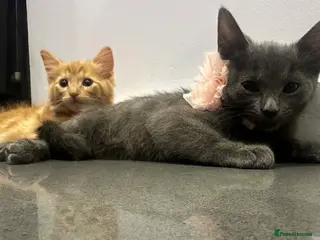 Maine Coon cats 2 beautiful cross kittens looking for loving homes - Advert 2