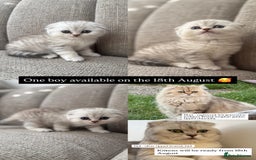 Scottish Fold cats for sale: Chunky Scottish fold boy  - Image 2