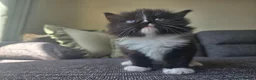 Mixed Breed cats for sale: Adorable long haired girls looking for 5* homes - Advert 9