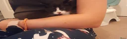British Shorthair cats for sale: 3 beautiful kittens  - Advert 5