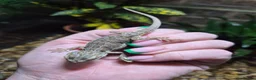 Bearded Dragon reptiles for sale:  Baby bearded dragons - Advert 4