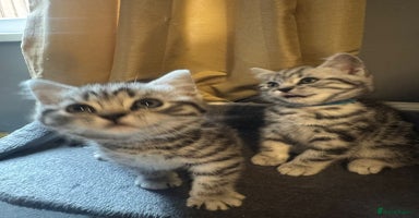British Shorthair cats - Advert 4