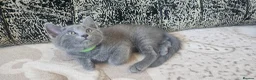 Russian Blue cats for sale: Fully TICA reg pedigree stunning kittens-READY NOW - Advert 9