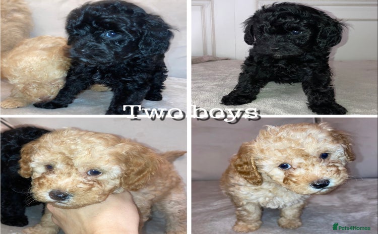 Cavapoo dogs - Advert 16
