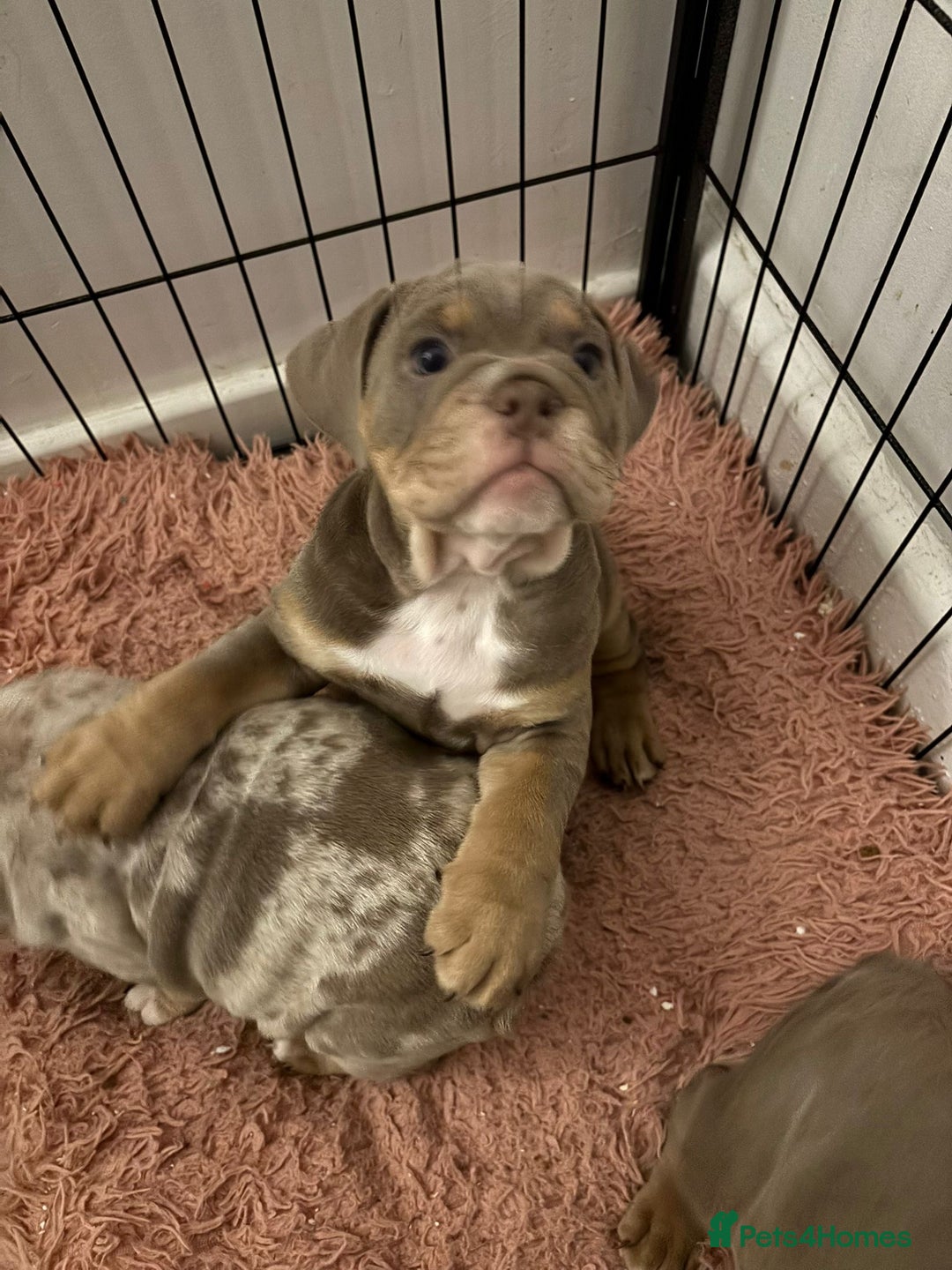 Mixed Breed dogs for sale: ✨ CHARLIE’S ANGELS – BULLDOG GIRLS ✨ - Image 9