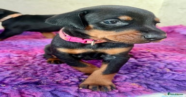 Dobermann dogs - Advert 9