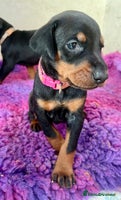 Dobermann dogs - Advert 5