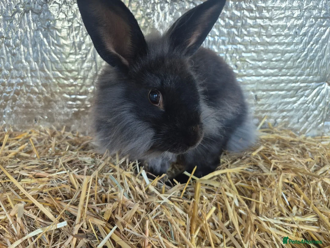 Lionhead rabbits for sale: Lionhead Female Bunny in Camborne - Advert 1