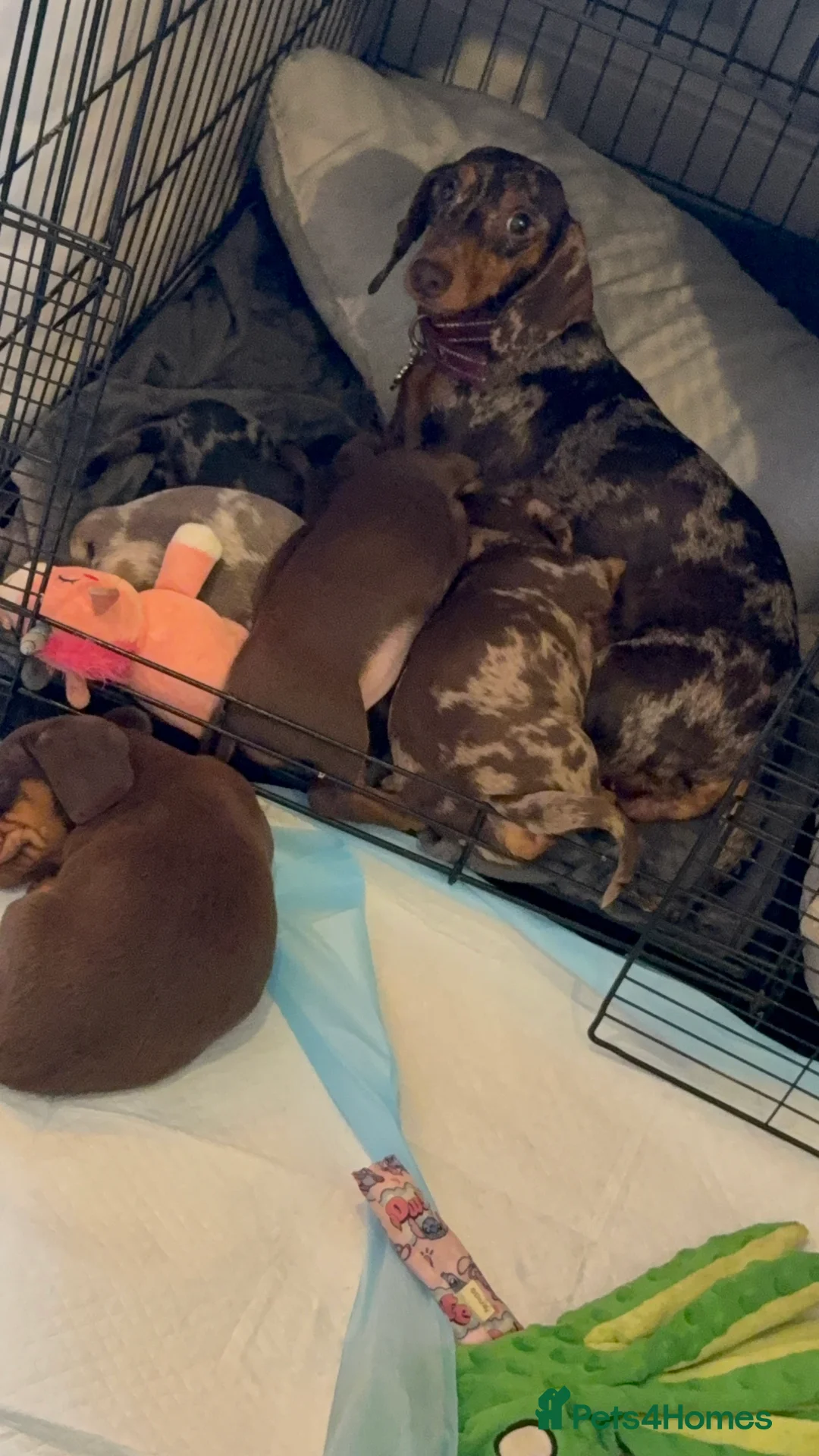 Miniature Dachshund dogs for sale: Ready now miniature dachshunds - Advert 2