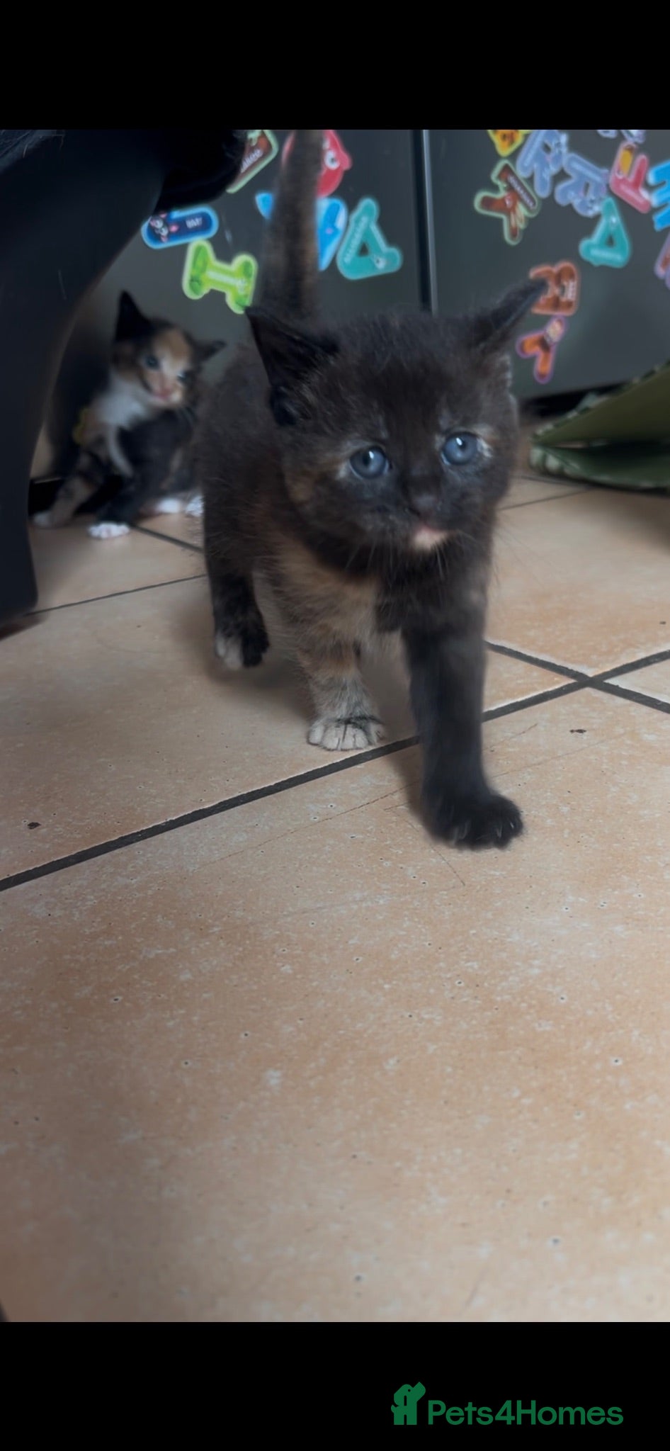Mixed Breed cats Three Beautiful Female Kittens for sale - Advert 8