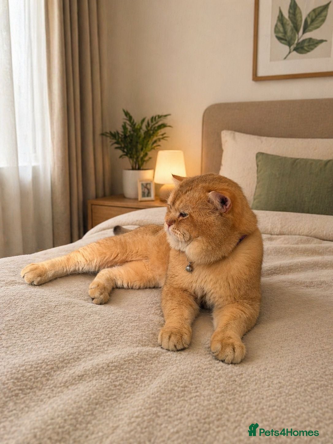 British Shorthair cats British golden cat - Advert 1